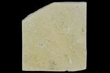 Cretaceous Brittle Star (Geocoma) Fossil - Lebanon #106205-1